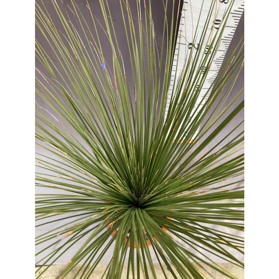 ダシリリオン・ロンギシマム ドライガーデン 10号鉢 送料無料 : 日本