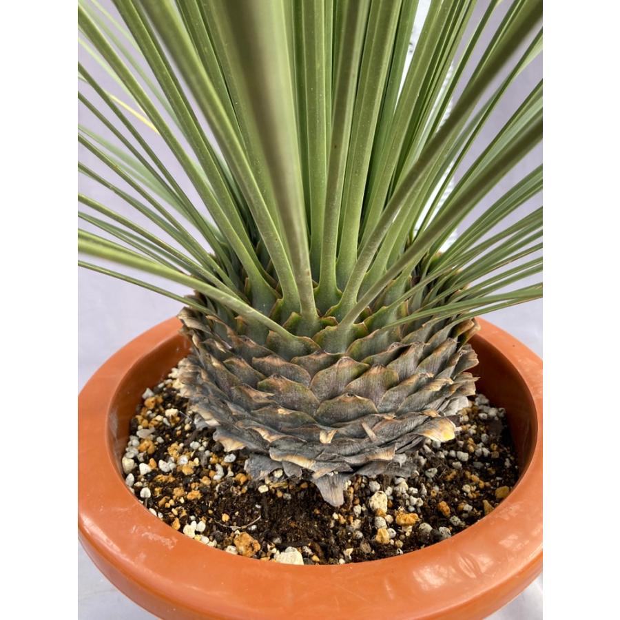 ダシリリオン・ロンギシマム ドライガーデン 10号鉢 送料無料 : 日本