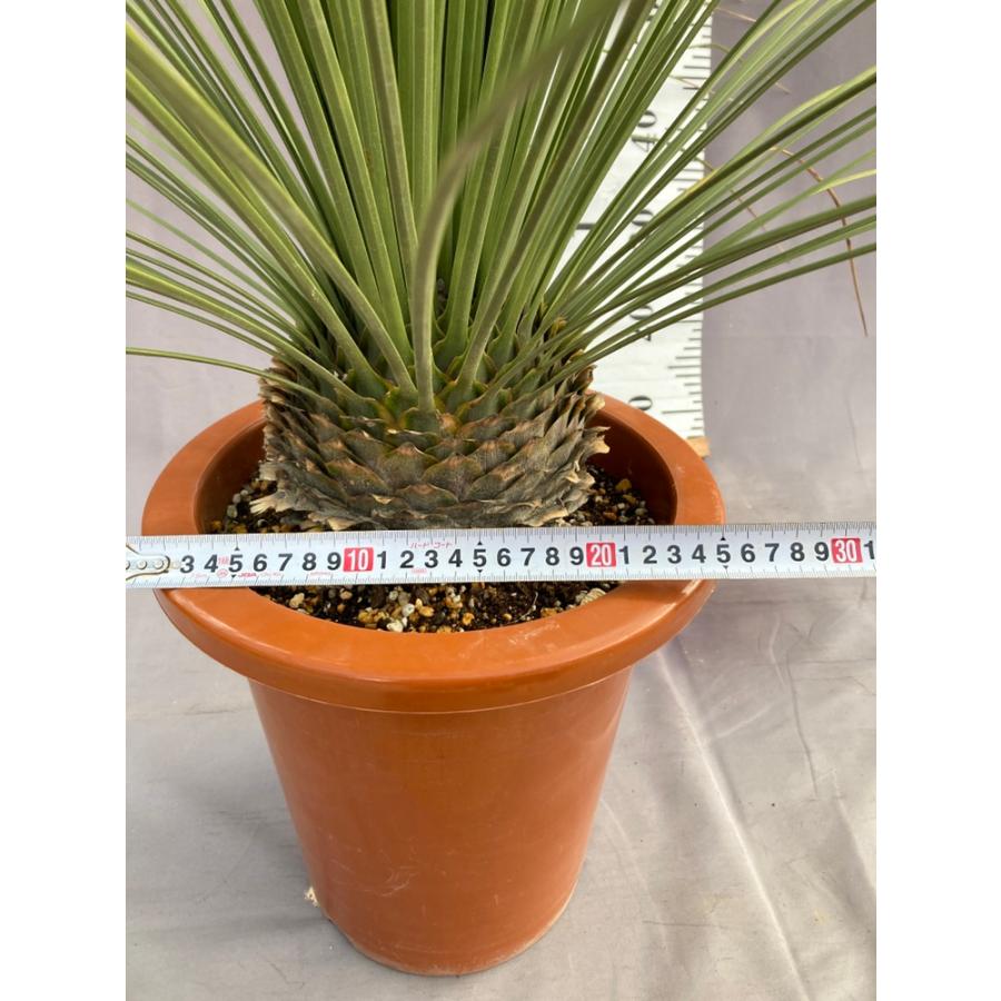 ダシリリオン・ロンギシマム ドライガーデン 10号鉢 送料無料 : 日本