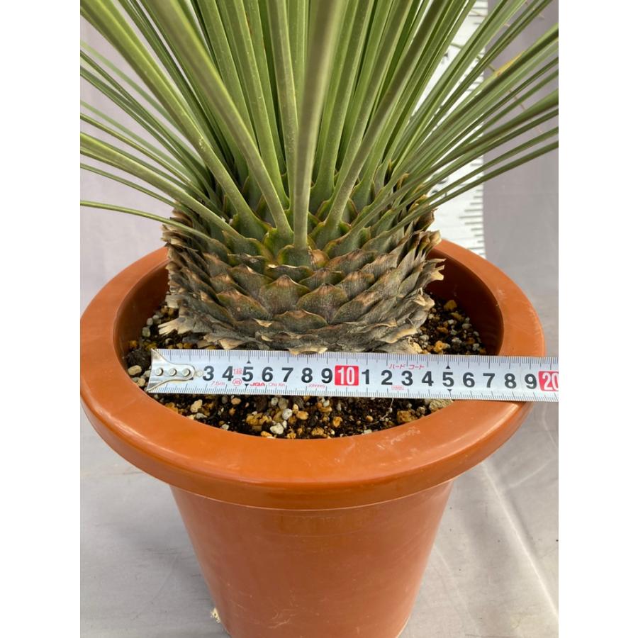 ダシリリオン・ロンギシマム ドライガーデン 10号鉢 送料無料 : 日本