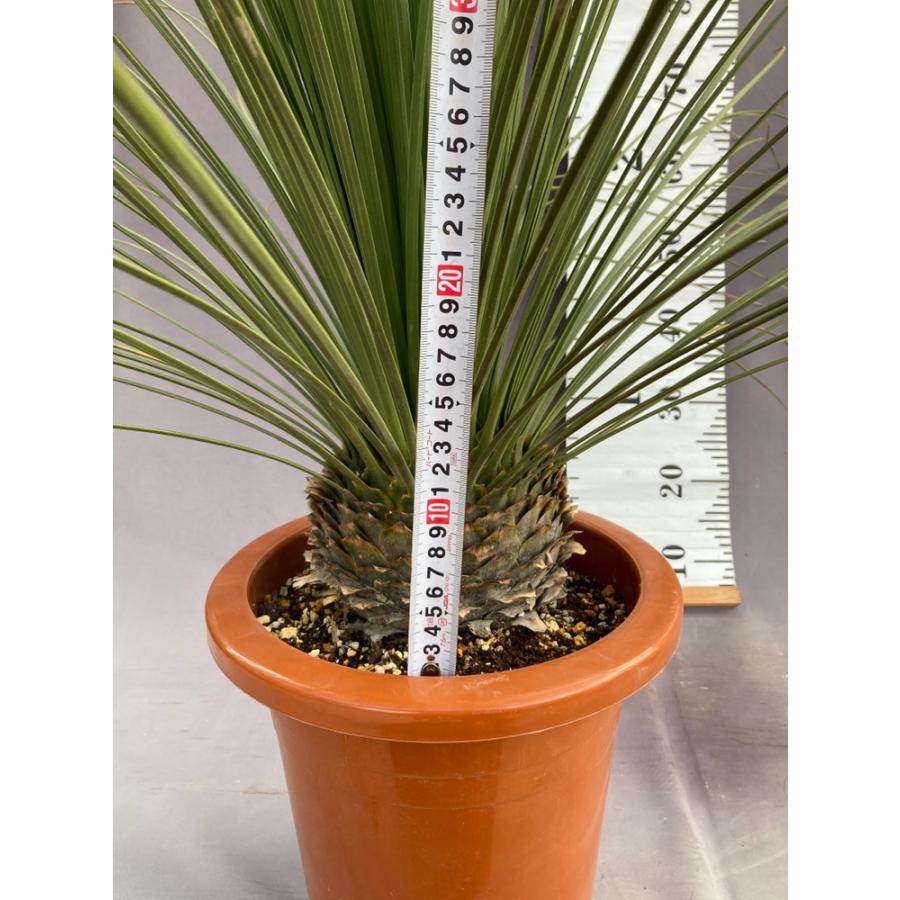 ダシリリオン・ロンギシマム ドライガーデン 10号鉢 送料無料 : 日本