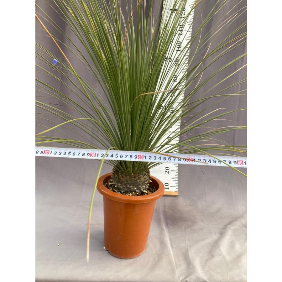 ダシリリオン・ロンギシマム ドライガーデン 10号鉢 送料無料 : 日本