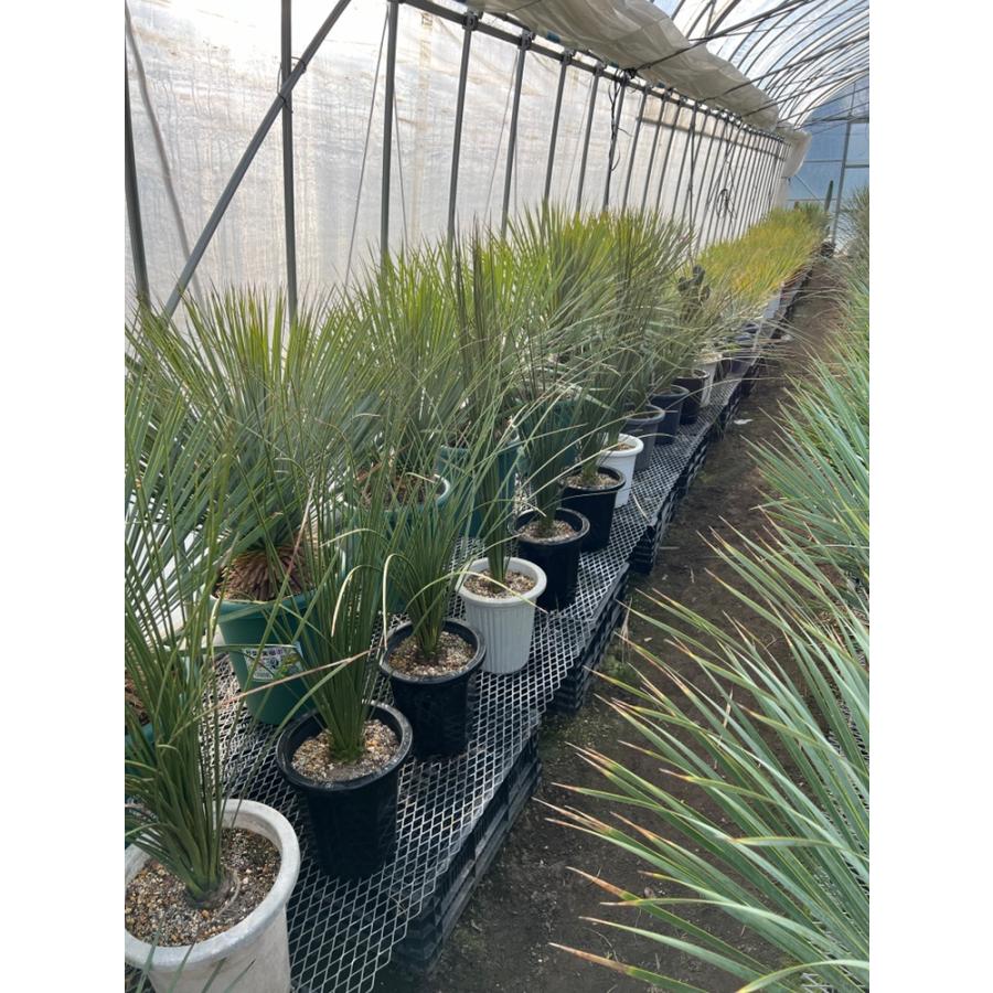 ダシリリオン・ロンギシマム ドライガーデン 10号鉢 送料無料 : 日本