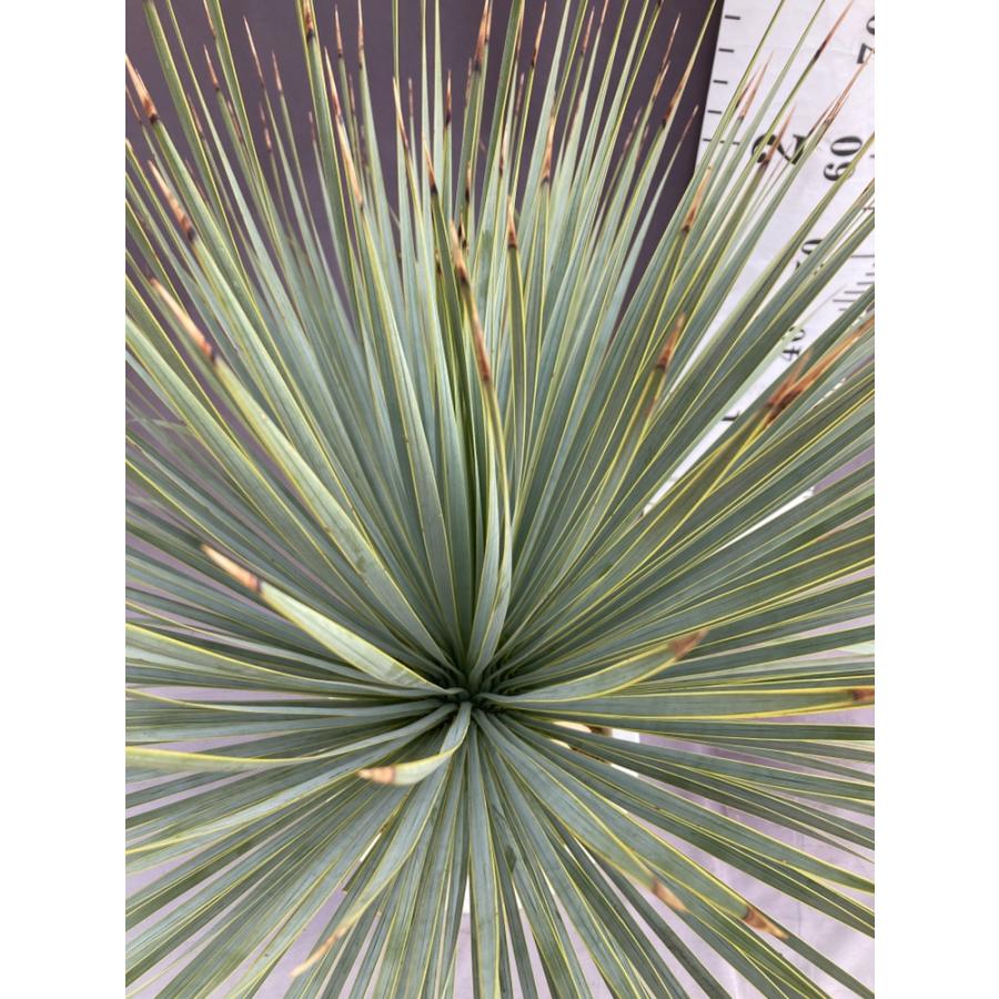 ユッカ・ロストラータ ドライガーデン 10号鉢 送料無料 : 日本ライン