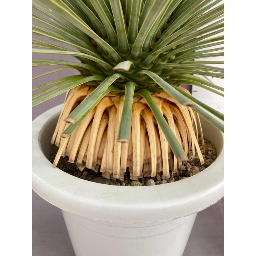 ユッカ・ロストラータ ドライガーデン 10号鉢 送料無料 : 日本ライン