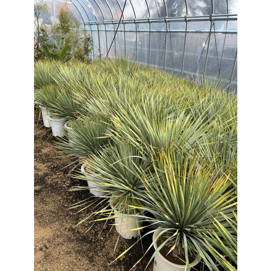 ユッカ・ロストラータ ドライガーデン 10号鉢 送料無料 : 日本ライン