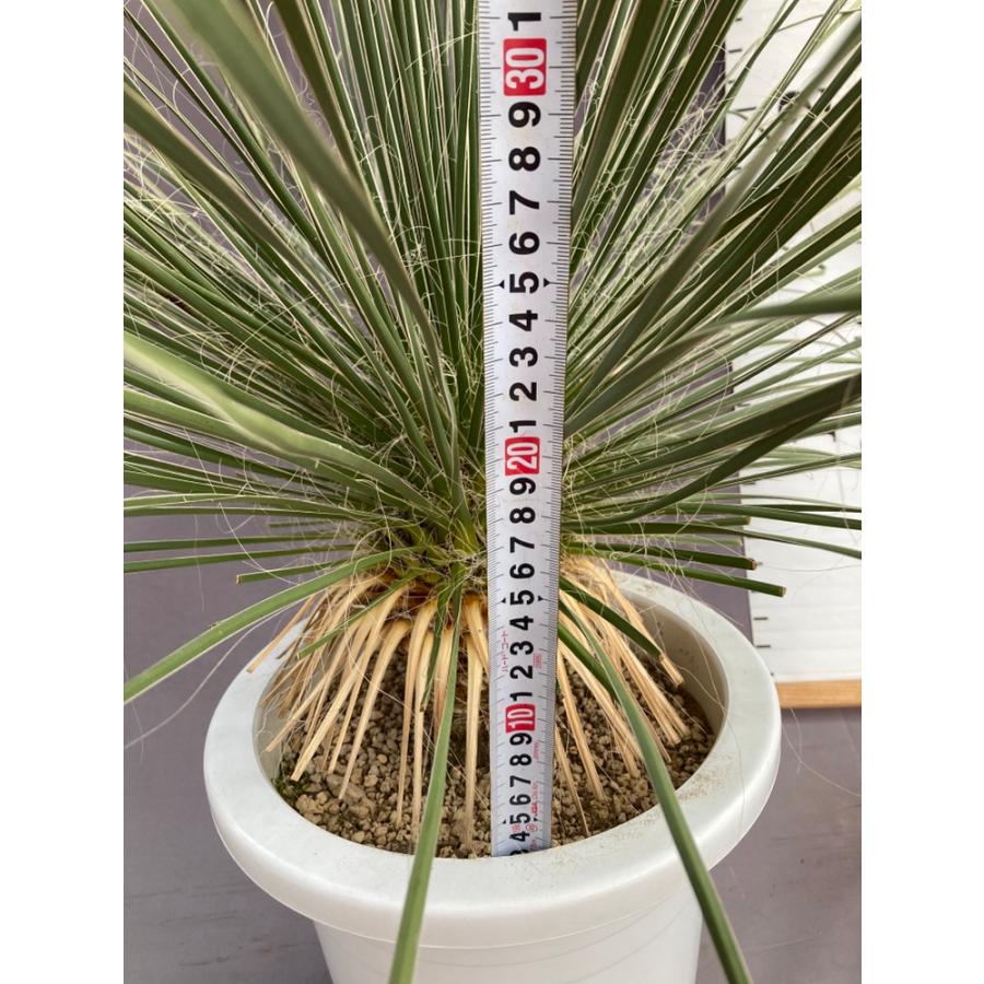 ユッカ・エラータ ドライガーデン 10号鉢 送料無料 : 日本ライン花木