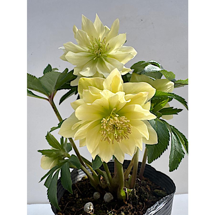 クリスマスローズ 開花苗 029 レモンイエロー上向き咲き : 花郷園