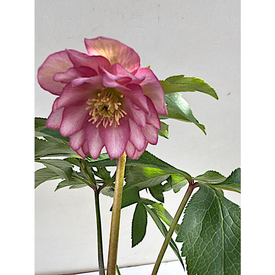 クリスマスローズ 開花苗 033 グラデーションピンクダブル : 花郷園