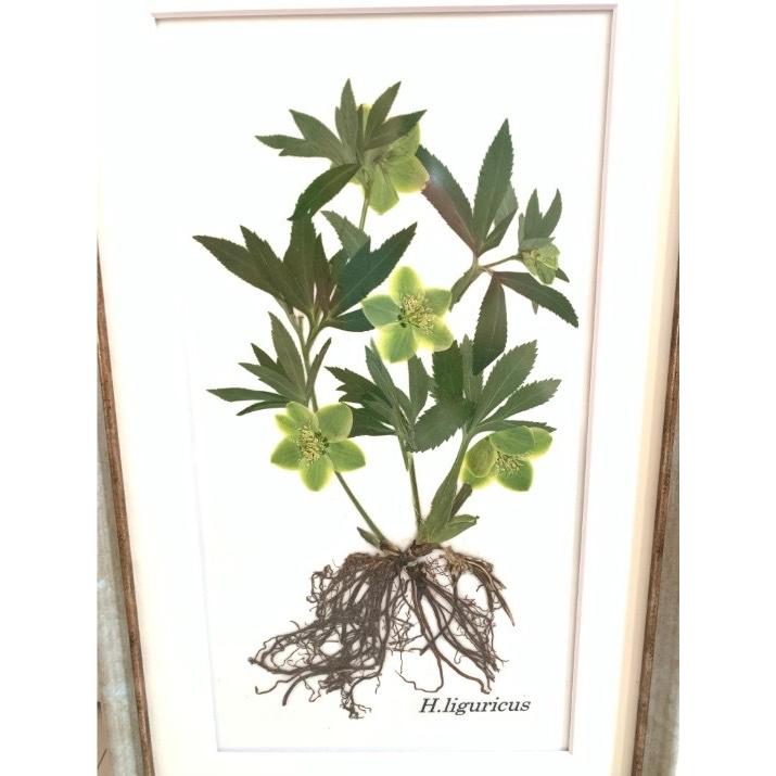 010 クリスマスローズ根付き押し花 原種リグリクス : 花郷園 KAGOEN