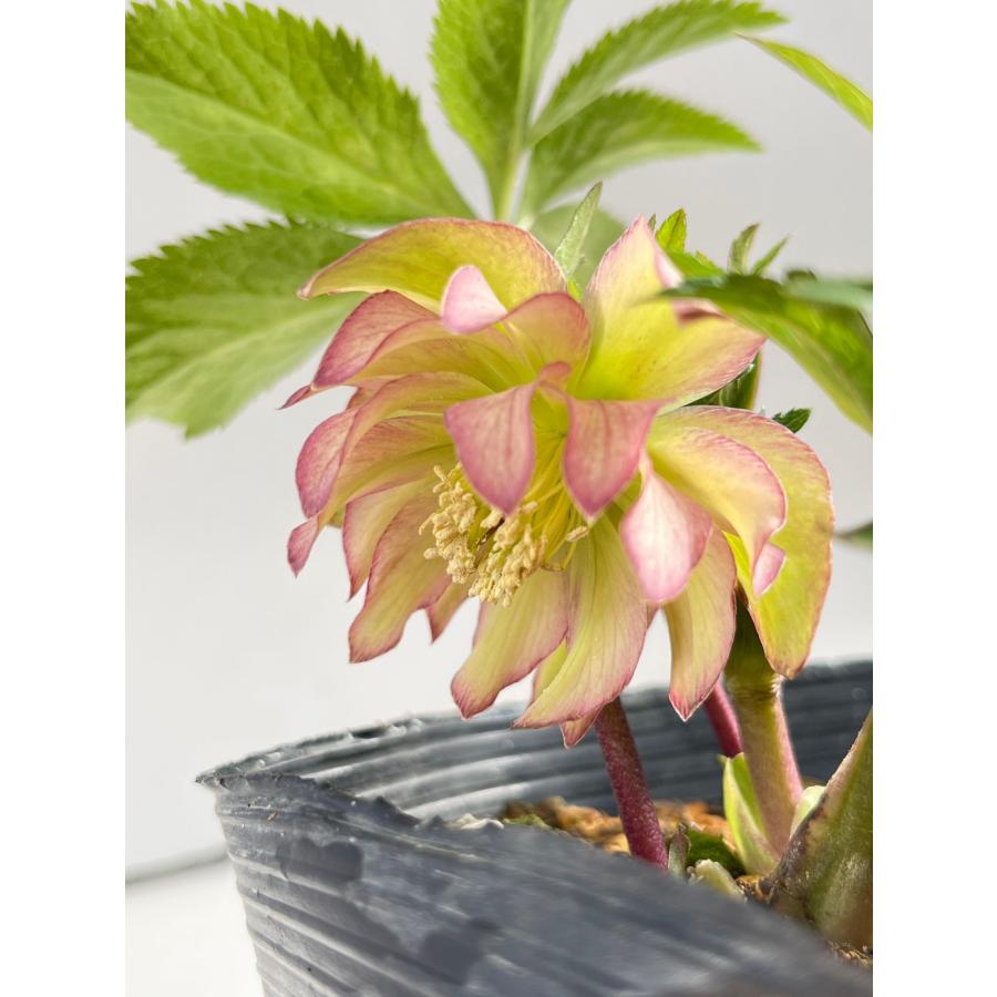 クリスマスローズ 開花苗 098 メロンピンク : 花郷園 KAGOEN NURSERY