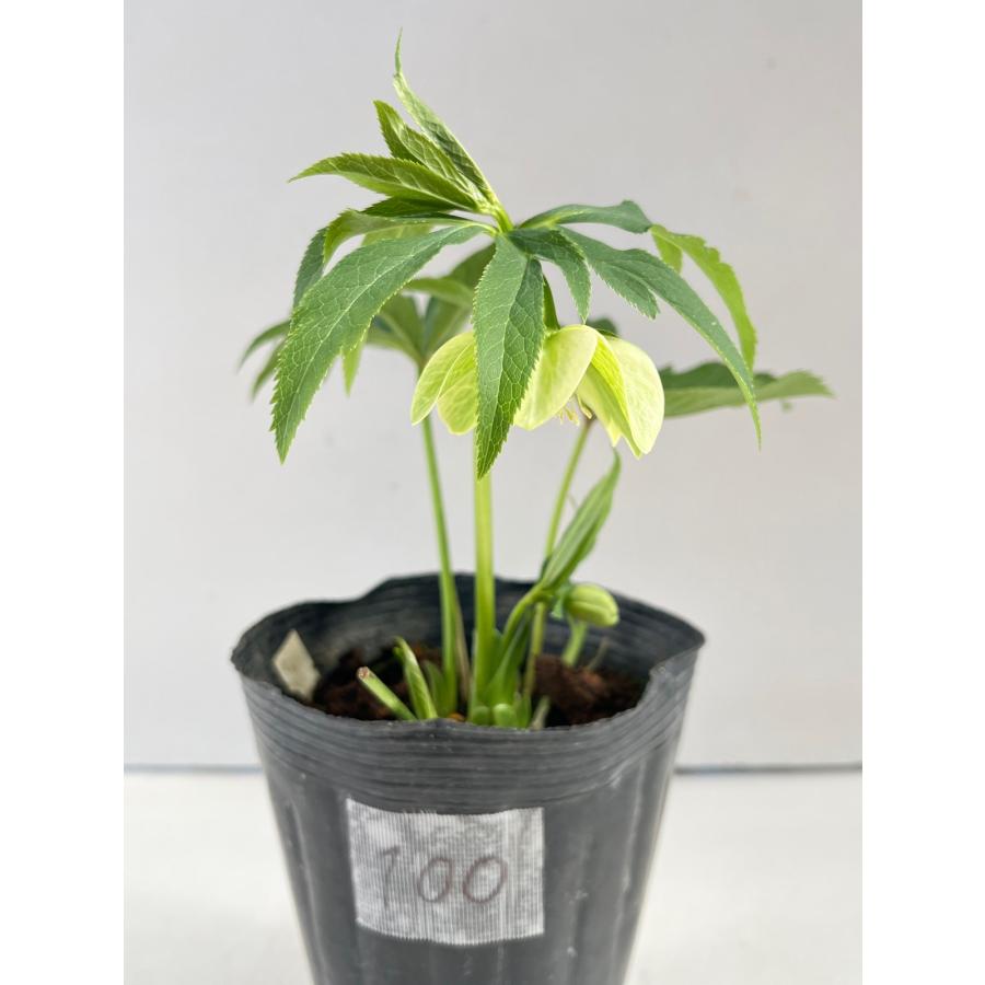 クリスマスローズ 開花苗 100 : 花郷園 KAGOEN NURSERY - 通販 - Yahoo