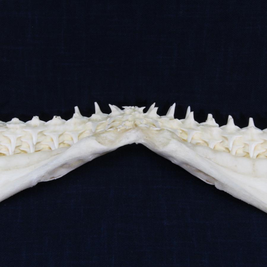 サメ 標本】カマストガリザメNo.12 顎骨標本 サメの歯 コレクション