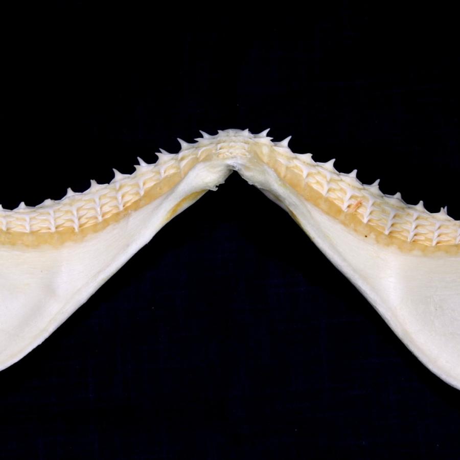 サメ 標本】ハナザメNo.9 顎骨標本 サメの歯 コレクション 教材 ギフト