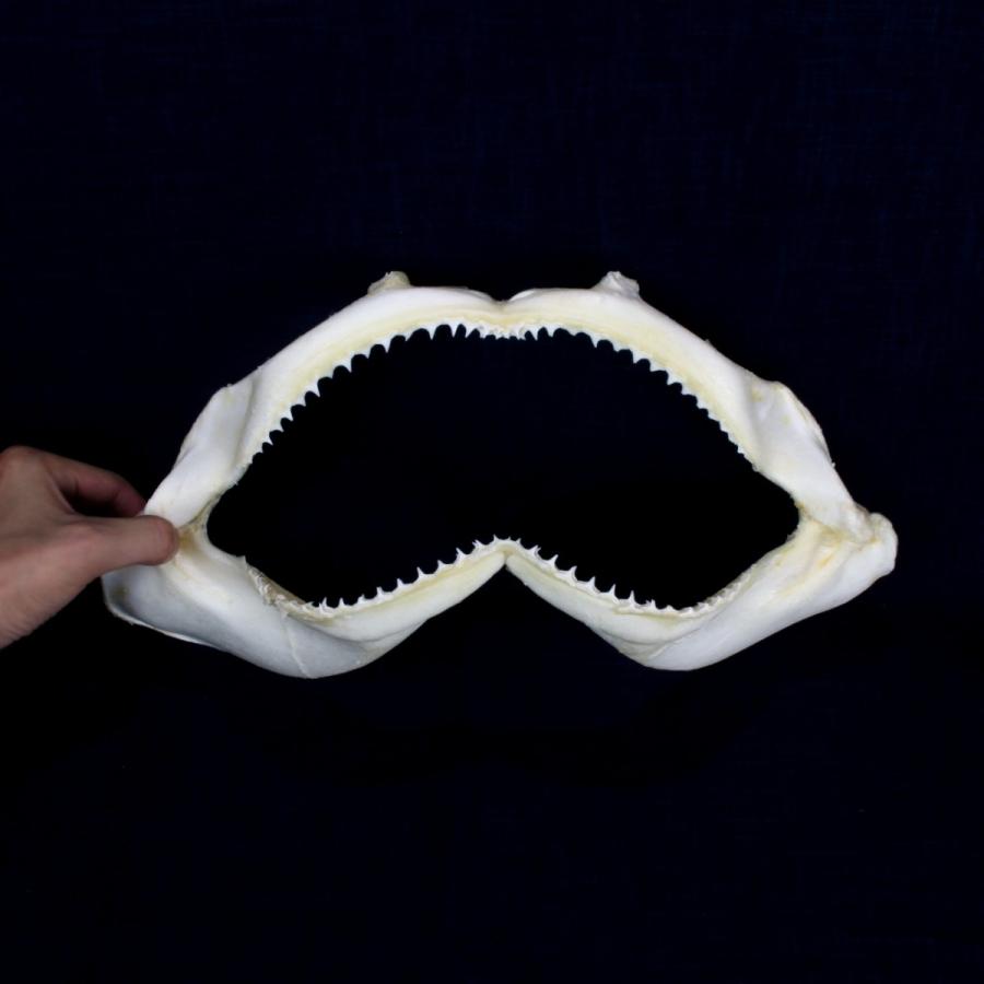 サメ 標本】ハナザメNo.9 顎骨標本 サメの歯 コレクション 教材 ギフト