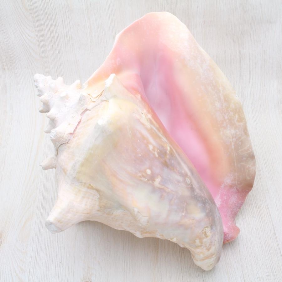 サイズUP在庫限り】ピンクガイL（コンクガイ）貝殻 約26〜28cm