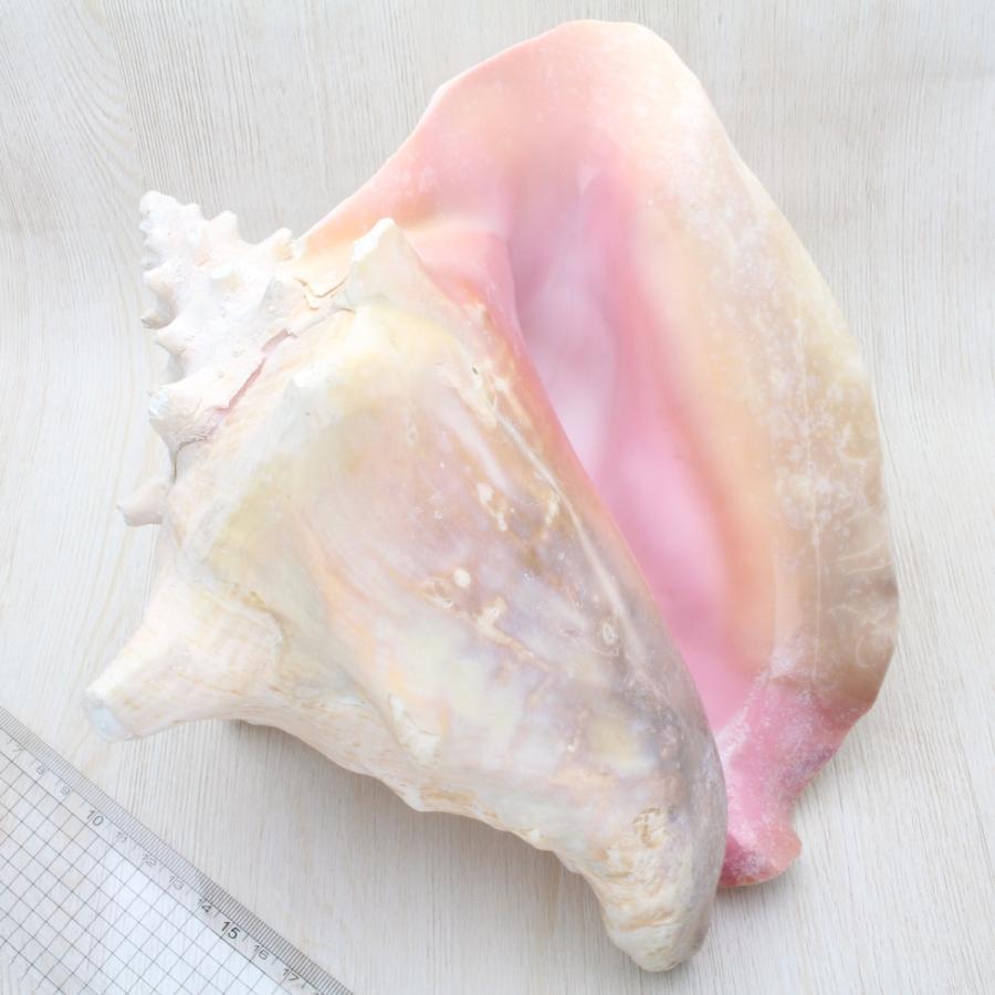 サイズUP在庫限り】ピンクガイL（コンクガイ）貝殻 約26〜28cm