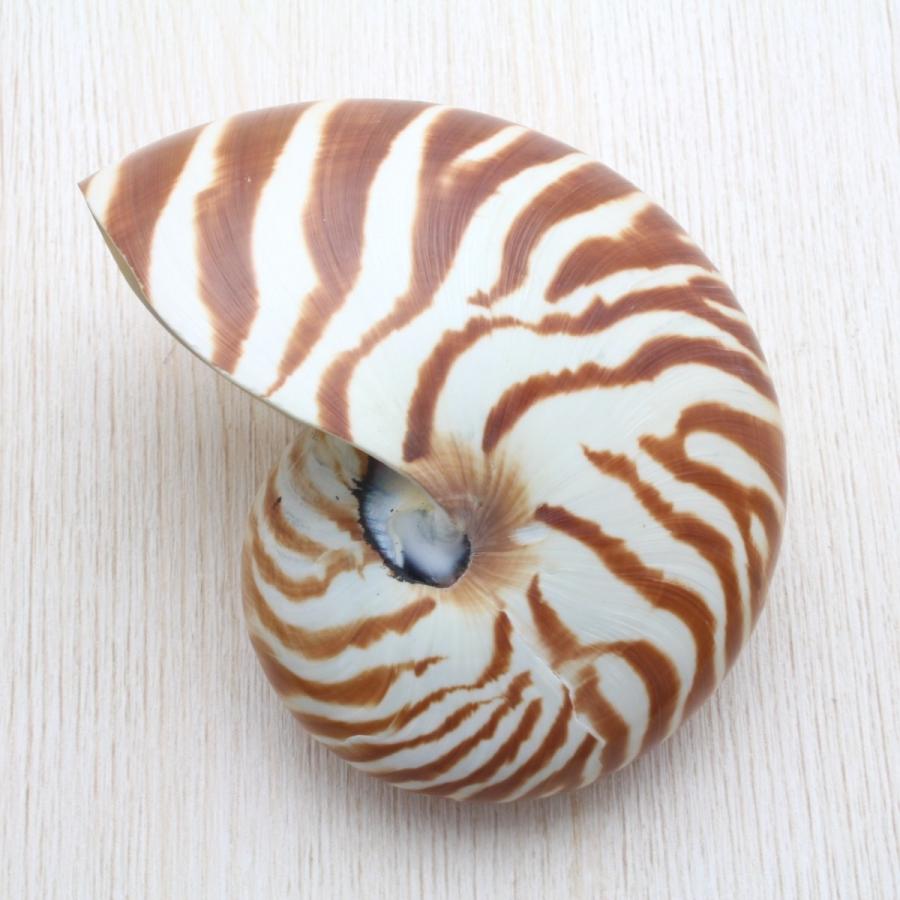 オウムガイ Sサイズ 貝殻 約9〜10cm インテリア 工芸品 コレクション