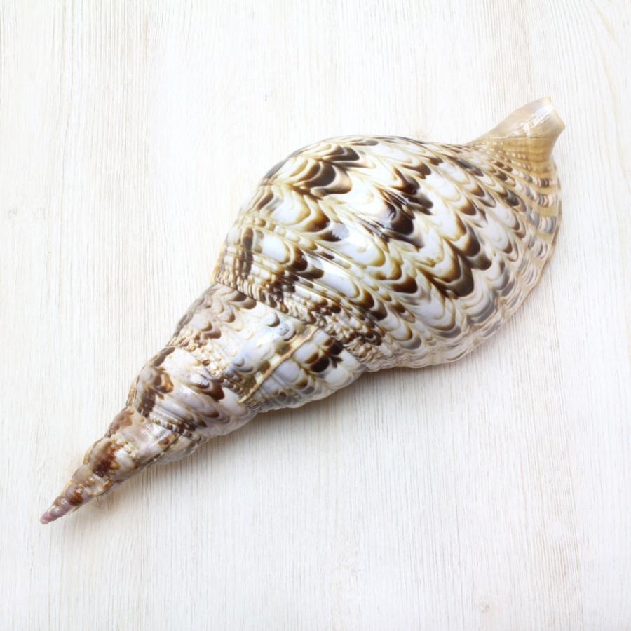 ホラ貝（法螺貝）Mサイズ 貝殻 約28〜30cm ホラガイ インテリア