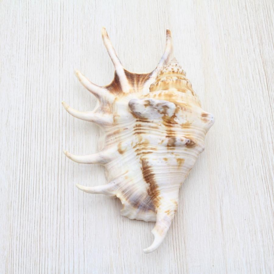 クモガイ 貝殻 約13〜15cm 標本 インテリア 天然 コレクション 観賞用