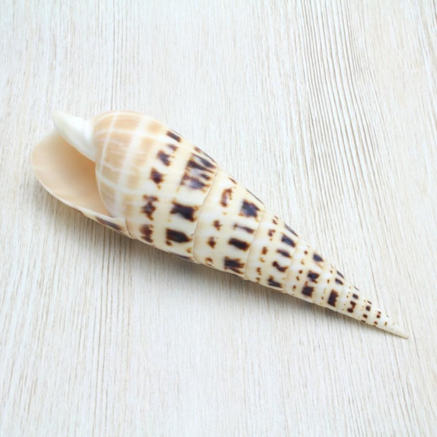 タケノコガイ 貝殻 約10〜12cm 標本 インテリア 天然 コレクション