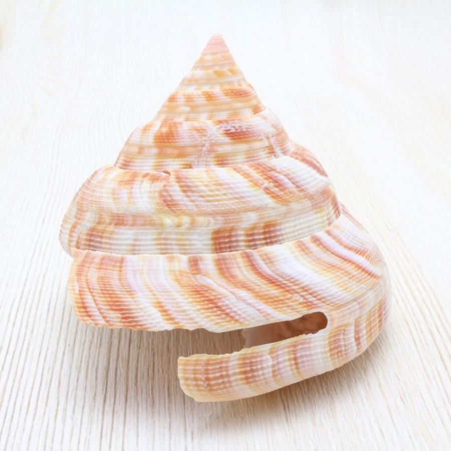 ベニオキナエビス 貝殻 約6〜8cm 標本 インテリア 置物 天然