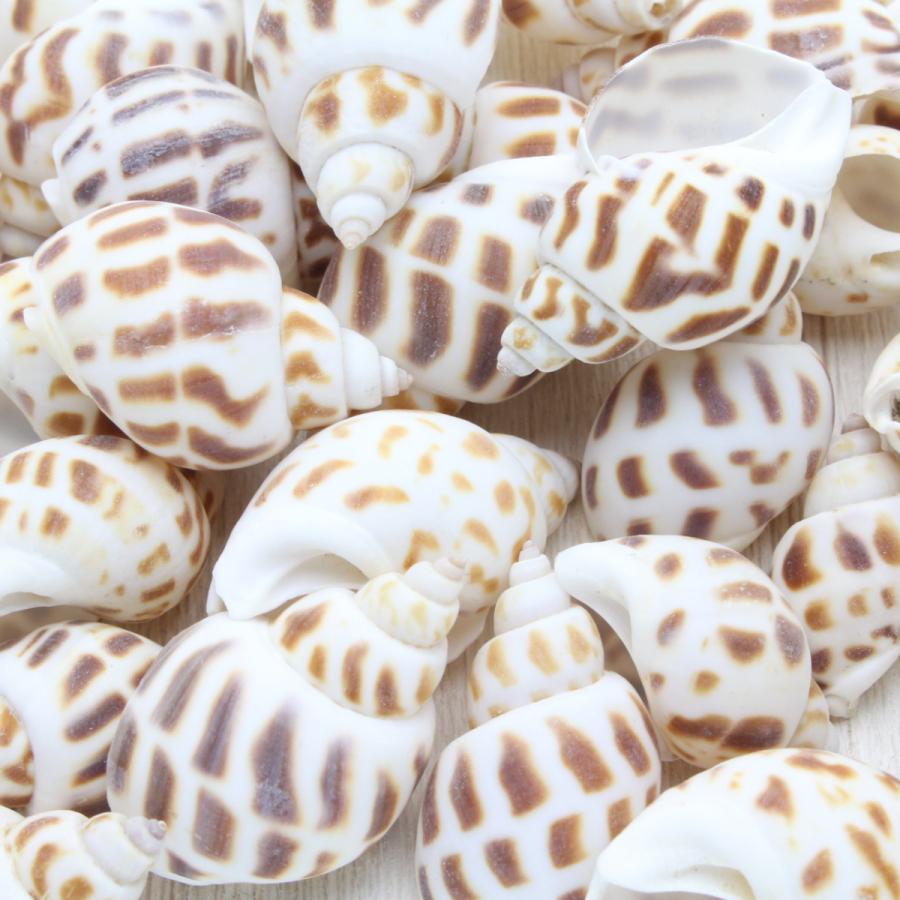 バイ貝 貝殻 約2.5〜4cm 約50g 標本 コレクション オーナメント 天然