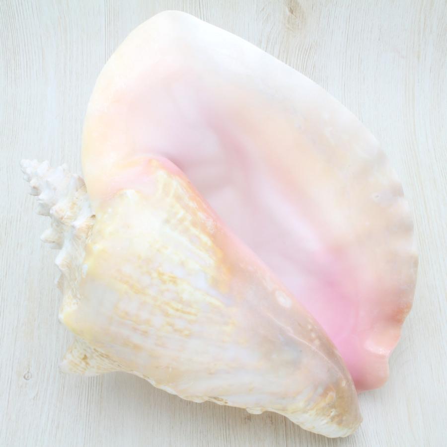 ピンクガイ（コンク貝） Mサイズ 貝殻 約21〜25cm インテリア 標本