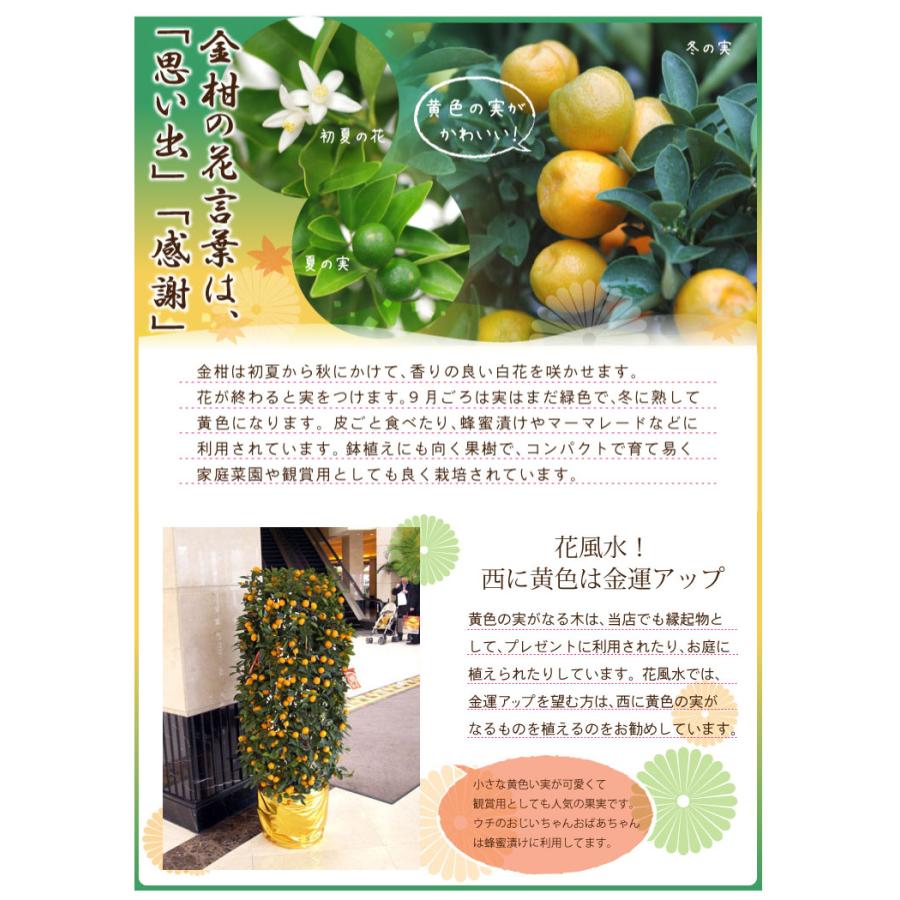 吉本花城園 実つき 大実 金柑 キンカン 5号鉢植え 果樹苗 甘い金柑 皮