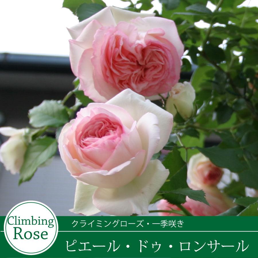 吉本花城園 バラ苗 ピエールドゥロンサール ツルバラ クライミング