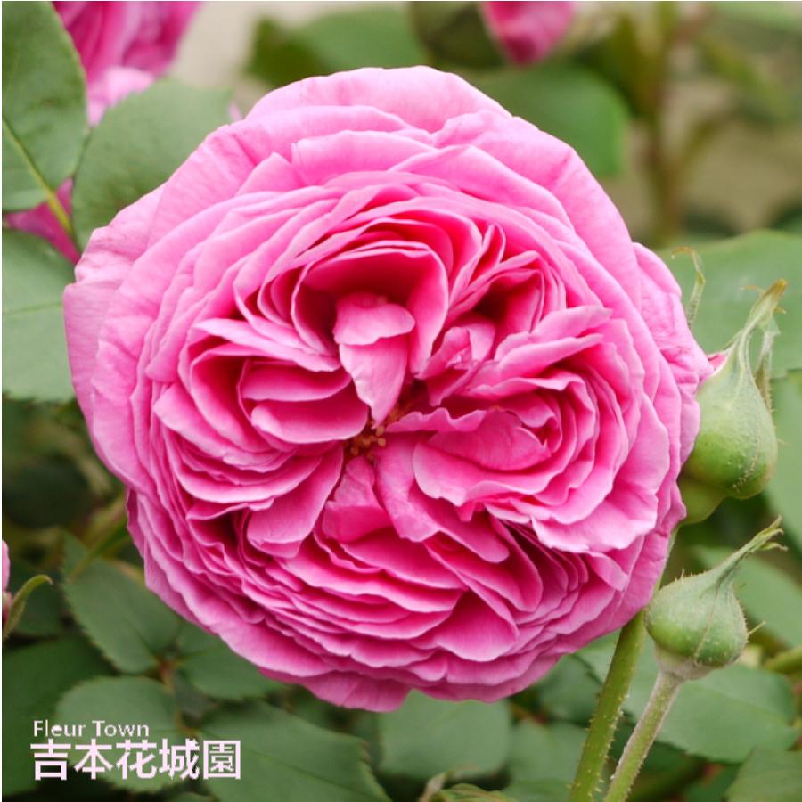 吉本花城園 バラ苗 マダムイサークプレール （マダムイザアック