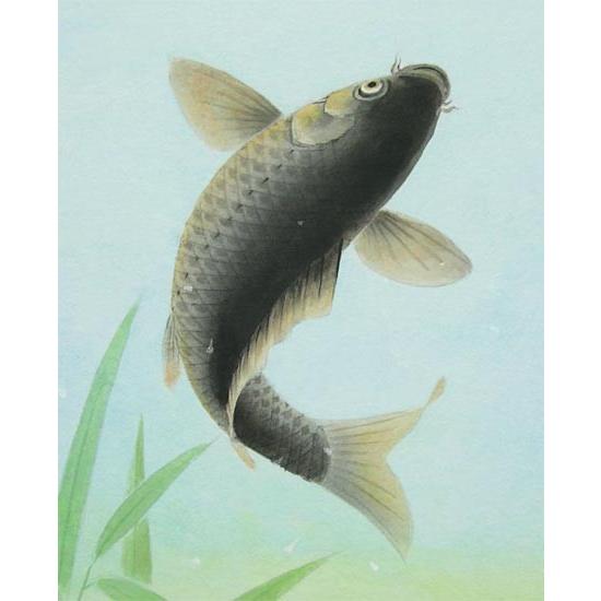 絵画 日本画 跳鯉 （塚下静庵） 【肉筆】【日本画】【鯉】【3・4号