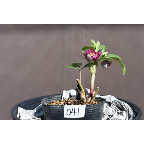 クリスマスローズ開花株 DDリバーシブルレッド 041 現品限り : 金井