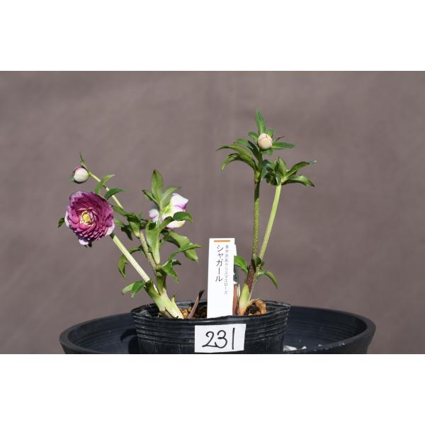 クリスマスローズ開花株 DDシャガール 231 現品限り : 金井園芸 - 通販