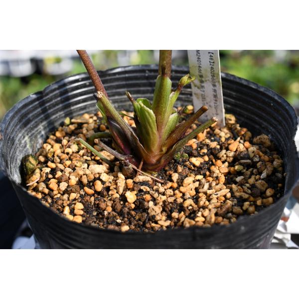 クリスマスローズ開花株 DDグロッシーカラー☆グロスレッド 237 現品