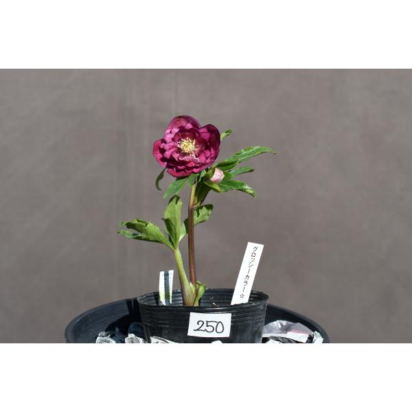 クリスマスローズ開花株 DDグロッシーカラー☆多弁系グロスサイレント