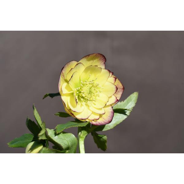 クリスマスローズ開花株 芳香性DDフレグランスソフトイエロー