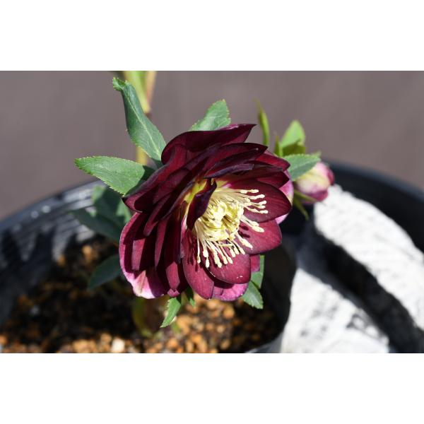 クリスマスローズ開花株 DDグロッシーカラー☆グロスレッド 360 現品