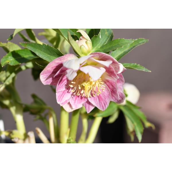 クリスマスローズ開花株 DDグロッシーカラー☆グロスプリマヴェーラ