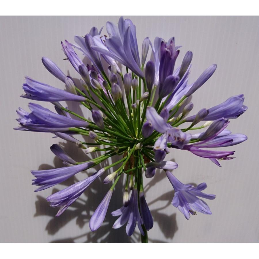 アガパンサス 大きな15cmポット入り 大株 1ポット 紫花 多年草