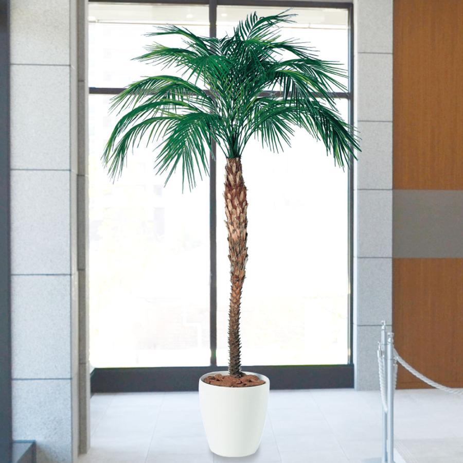 フェニックス 大型 観葉植物 人気 おしゃれ インテリアグリーン