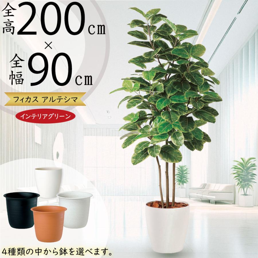 アルテシマ インテリアグリーン 大型 人気 おすすめ リアル フェイク