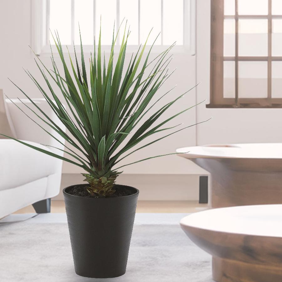 ユッカ ロストラータ 青年の木 インテリアグリーン おしゃれ 人気