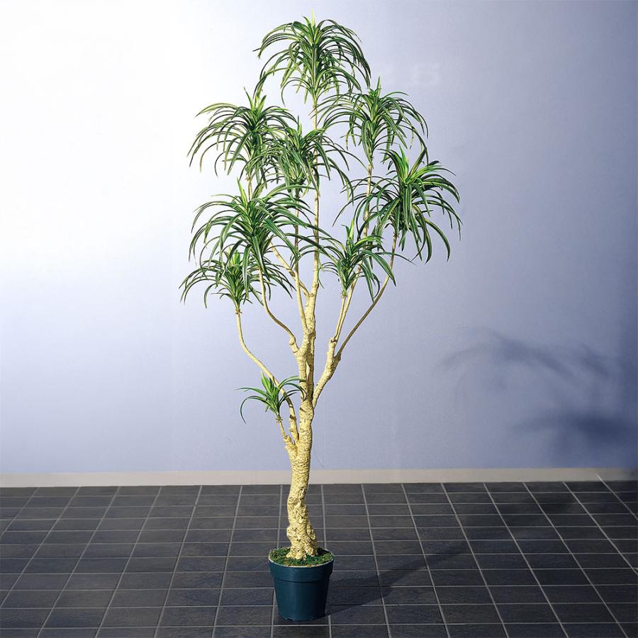 ドラセナ ユッカ 青年の木 大型 インテリアグリーン おしゃれ 人気