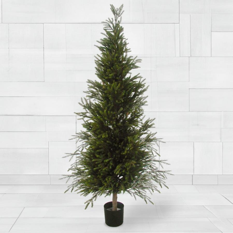 観葉植物 おしゃれ 大型 もみの木 インテリアグリーン モミの木