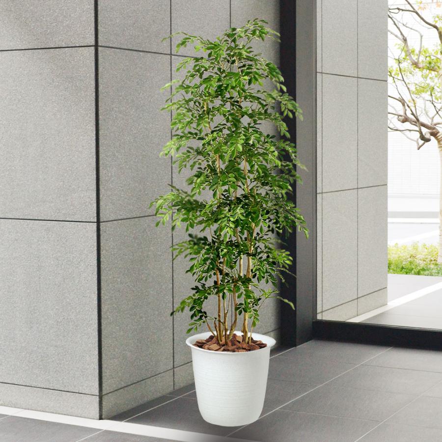 トネリコ フェイクグリーン 大型 人気 人工観葉植物 おしゃれ リアル