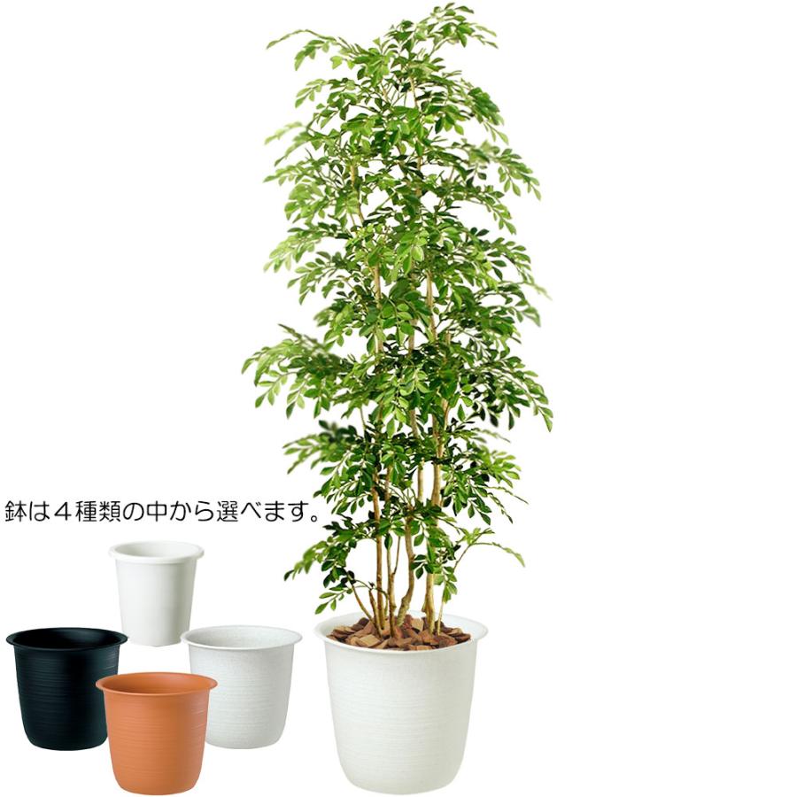 トネリコ フェイクグリーン 大型 人気 人工観葉植物 おしゃれ リアル