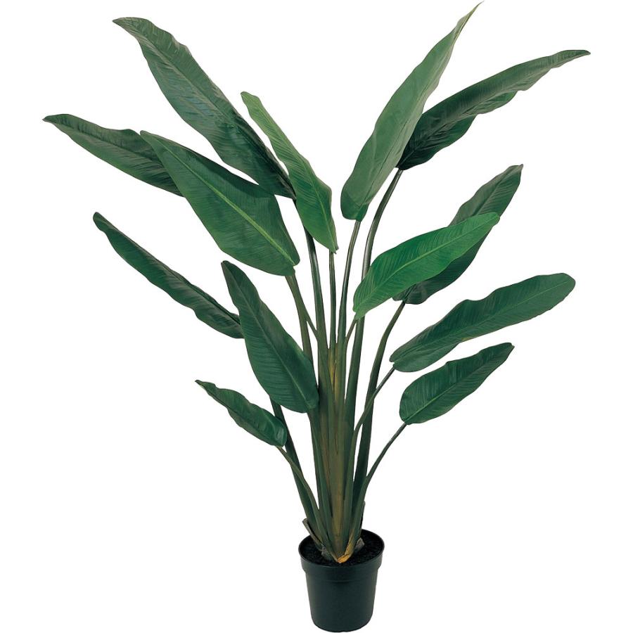 ストレリチア ストレチア 大型 観葉植物 おしゃれ 人気 インテリア