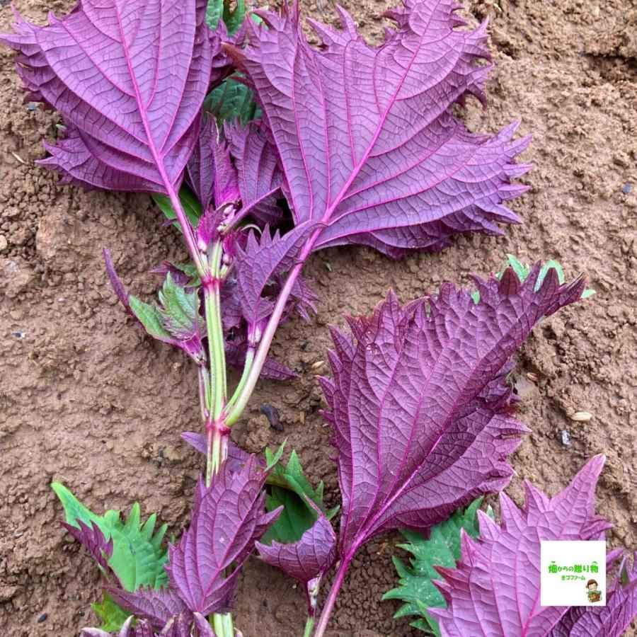 うら赤しそ（うら赤じそ） ☆農薬や化学肥料は使用しておりません 埼玉