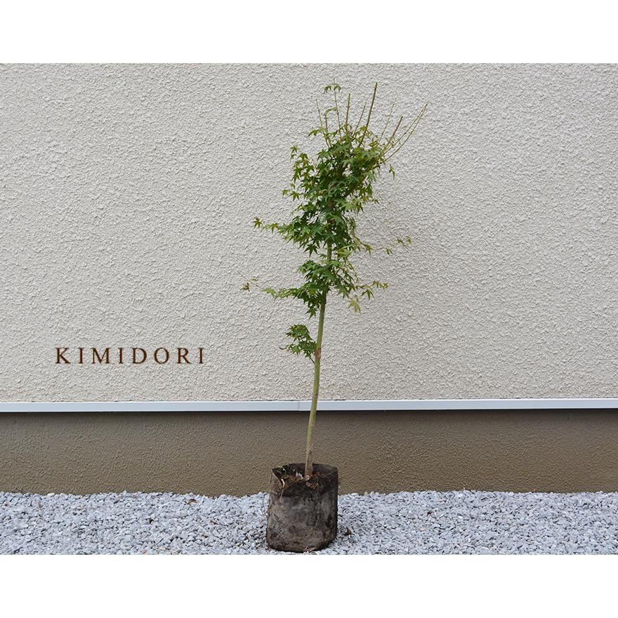 イロハモミジ 紅葉 モミジ もみじ 約100-120cm 和風 シンボルツリー 楓